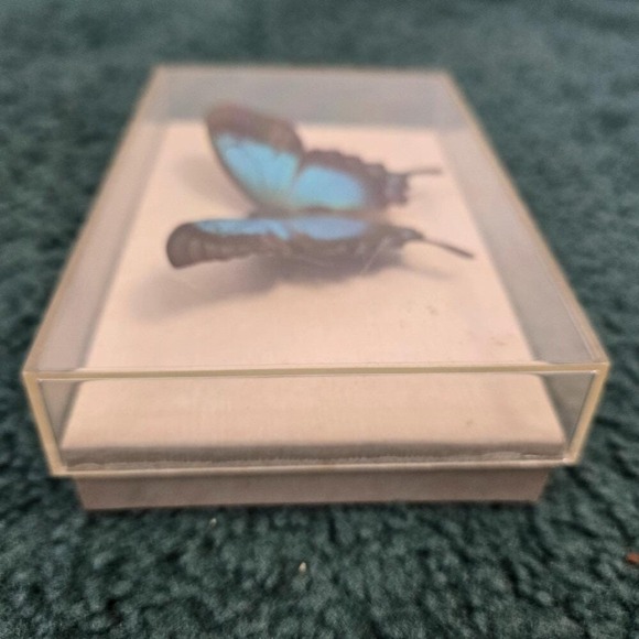 Sea Green Swallowtail Butterfly In Vintage DAX Frame Purchased Puerto Rico 1989 - Picture 5 of 9